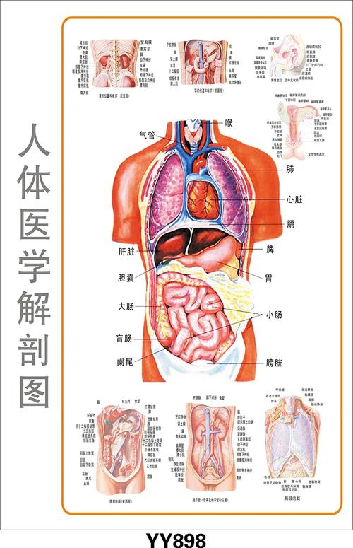 醫(yī)學(xué)教學(xué)彩色掛圖、軟件、光盤