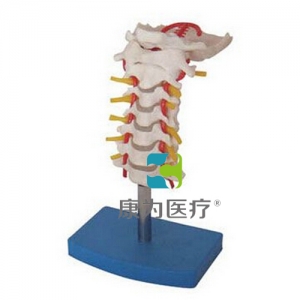 “康為醫(yī)療”頸椎帶頸動脈、后枕骨、椎間盤與神經(jīng)模型