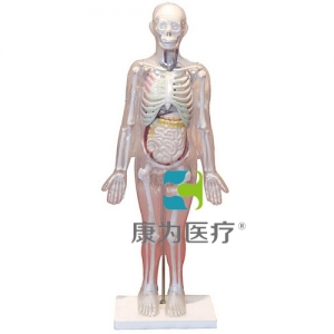 “康為醫(yī)療”人體體表、人體骨骼與內(nèi)臟關(guān)系模型