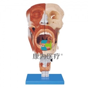 “康為醫(yī)療”鼻、口、咽、喉腔模型