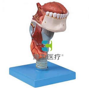 “康為醫(yī)療”喉連舌、牙模型