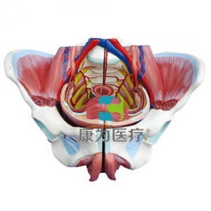 “康為醫(yī)療”高級女性骨盆附生殖器與血管神經(jīng)模型
