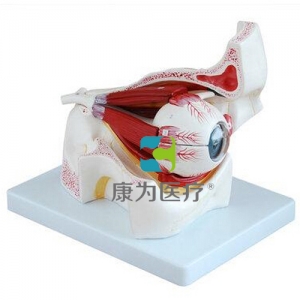 “康為醫(yī)療”眼球、眼眶模型