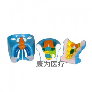 “康為醫(yī)療”口腔、鼻及舌的發(fā)生（3部件）
