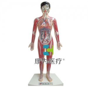 “康為醫(yī)療”微電腦人體心動周期與大、小循環(huán)演示模型