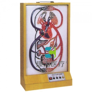 “康為醫(yī)療”大小循環(huán)電動模型