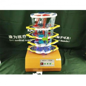 “康為醫(yī)療”脊髓的內(nèi)部結(jié)構(gòu)和上、下行纖維電動模型