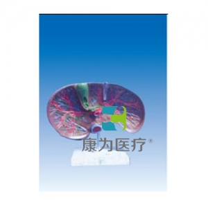 “康為醫(yī)療”肝膽解剖、甘血管、膽管的肝分布