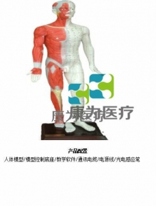 “康為醫(yī)療”蒙醫(yī)鍵控多媒體按摩點穴電子人體模型（中文版本，粵語版本，英語版本，蒙古語版本）