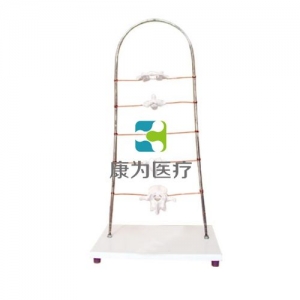“康為醫(yī)療”寰、樞、頸、胸、腰椎模型