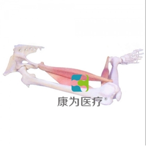“康為醫(yī)療”下肢肌肉定點、動點、動態(tài)模型