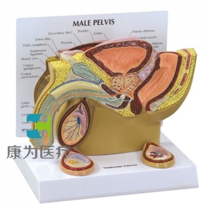 “康為醫(yī)療”醫(yī)患關(guān)系溝通模型-男性骨盆矢狀剖面附睪丸模型（醫(yī)學指導模型）