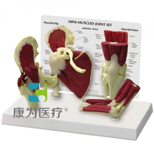 “康為醫(yī)療”醫(yī)患關(guān)系溝通模型-正常肩、髖、膝、肘關(guān)節(jié)附肌肉模型 （醫(yī)學指導模型）