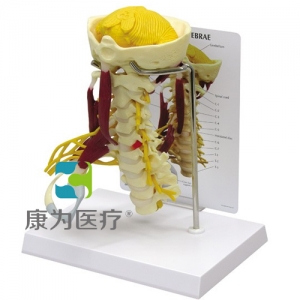 “康為醫(yī)療”醫(yī)患關(guān)系溝通模型-頸椎帶神經(jīng)、肌肉附小腦模型 （醫(yī)學指導模型）