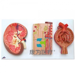 腎切面、腎單位、血管和腎小體模型