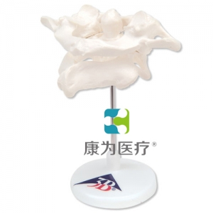 環(huán)椎和樞椎組合，置于可拆卸基架