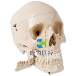 顱模型，帶有可拔出牙齒，4部分