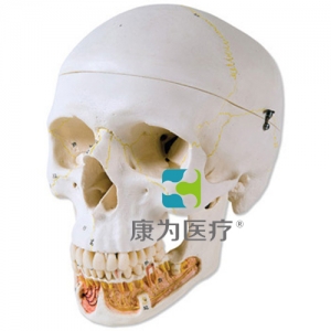 經(jīng)典顱模型帶有開放下頜， 3部分
