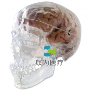經(jīng)典頭顱模型，透明，3部分