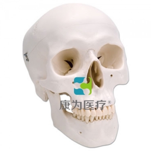 經(jīng)典頭顱模型，三部分