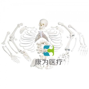 未組裝的全骨骼，帶三部分頭骨