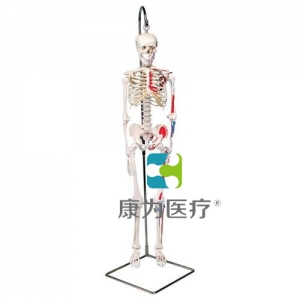 迷你骨骼肌肉模型“Shorty”，帶可懸掛支架