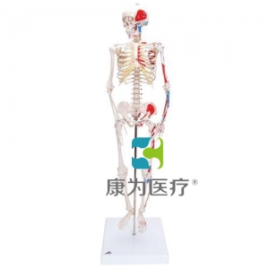 迷你骨骼模型“Shorty”，帶底座（無圖示）