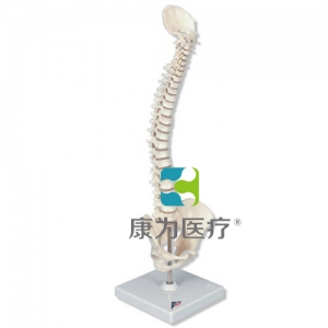 微型脊柱，活動(dòng)安裝