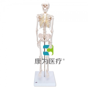 微型骨骼Shorty，帶基架