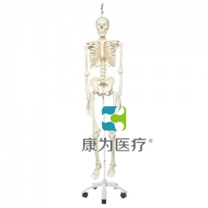 病理骨骼Phil，輪式5腳懸掛架