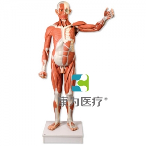實(shí)物大小男性人體肌肉模型，37部分