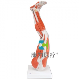 腿肌模型，9部分