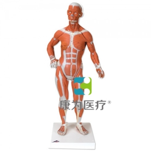 人體肌肉小模型，實(shí)物1/4，2部分