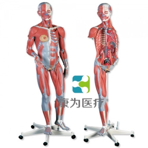 豪華型兩性人體肌肉臂模型，45部分