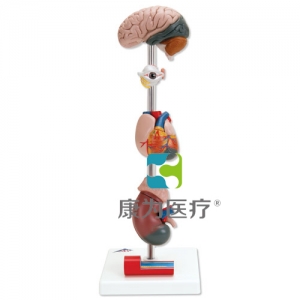 高血壓模型，7部分