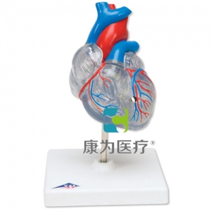 經(jīng)典心臟與心傳導(dǎo)系統(tǒng)模型，2 部分