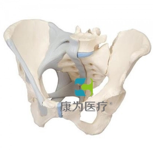女性骨盆模型（配置韌帶），3分體