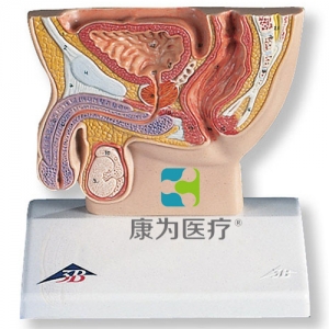 男性骨盆切面模型，實(shí)物的1/2