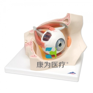 眼窩中的眼模型，實(shí)物的3.5倍，8部分