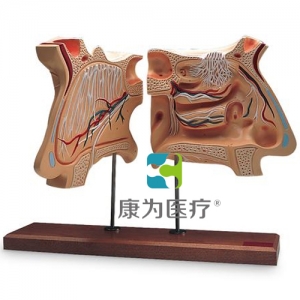 鼻和嗅覺器官，實(shí)物的4倍