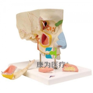 鼻與鼻竇模型，5部分