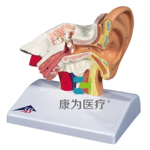 臺(tái)式耳模型，實(shí)物1.5倍