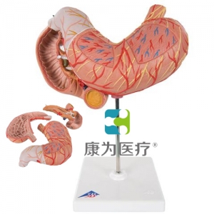 胃模型，3部分