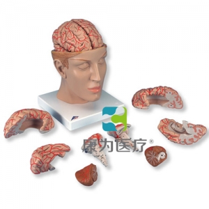 豪華型腦模型帶顱底動(dòng)脈，8部分