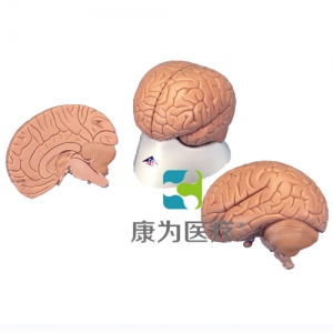 標(biāo)準(zhǔn)腦模型，2部分